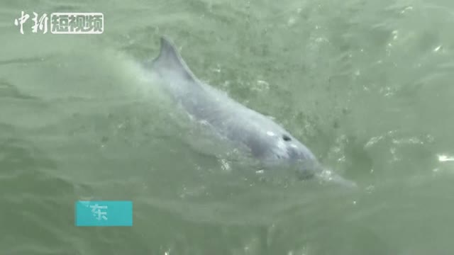 珠江口中华白海豚累计识别2381头