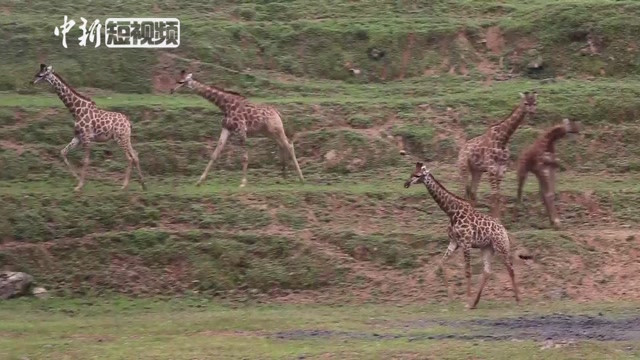 ���޳���¹ɽ�ǰ��� �������װ��ϡ���ɽ�˶���