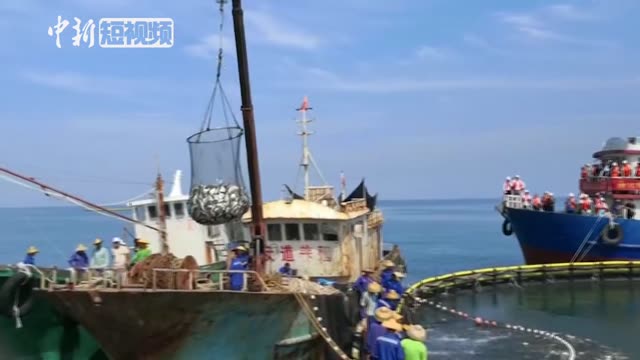 中新网视频频道