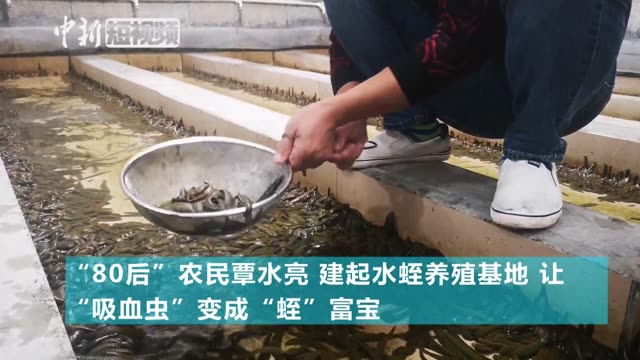 从 吸血 到 吸金 广西农民的 蛭 富宝-中国新闻网